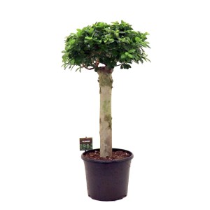 Fikus Ginseng (Ficus microcarpa) - don. 30 cm