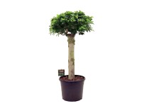 Fikus Ginseng (Ficus microcarpa) - don. 30 cm