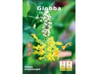 Globba schomburkii 1szt.