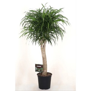 Zielona Dracena (Smocze drzewo) w doniczce, roślina doniczkowa.