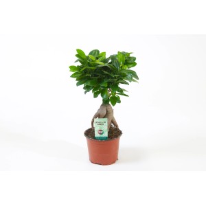 Zielony bonsai "Las w szkle" w doniczce, roślina doniczkowa dla naturalnej atmosfery.