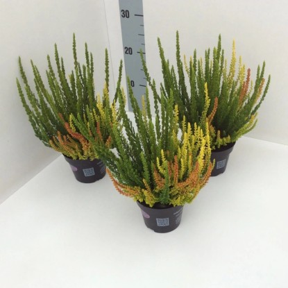 Wrzos (Calluna Sunset Fire Trio Girls) don. 11 cm