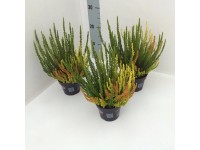 Wrzos (Calluna Sunset Fire Trio Girls) don. 11 cm