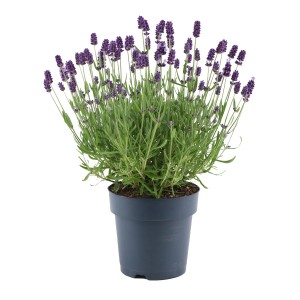 Kwitnąca lawenda w doniczce, fioletowe kwiaty.