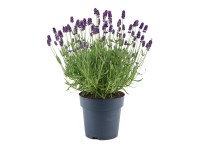 Lawenda (Lavandula Felice & Stoechas) don. 15 cm
