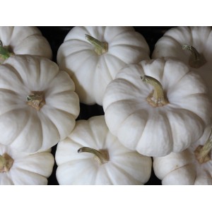 Białe dynie ozdobne jako dekoracja ogrodu, zbliżenie.