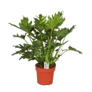 Duża, zielona roślina doniczkowa t.b.t. do wnętrz.