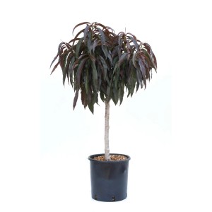 Miniaturowe drzewko owocowe t.b.t. w doniczce z ciemnymi liśćmi.