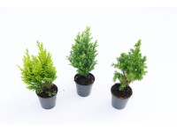 Iglaki mini mix wys.20cm don.5,5cm