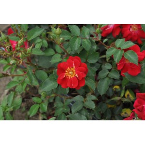 Czerwona róża rabatowa t.b.t. z zielonymi liśćmi i żółtym środkiem.