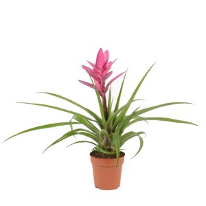 Oplątwa Tilandisia (Tillandsia) Antonio - don. 12 cm