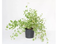 Barwinek Vinca major Variegata wys. 20-30 cm