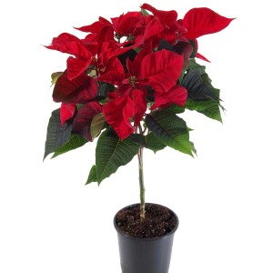 Czerwona gwiazda betlejemska (t.b.t.) w doniczce. Świąteczna dekoracja na Boże Narodzenie.