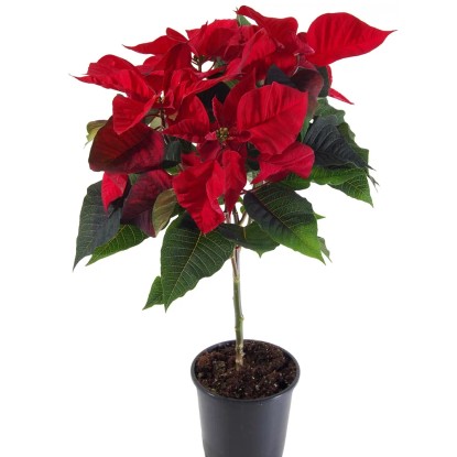 Poinsecja - Gwiazda Betlejemska - don. 17 cm