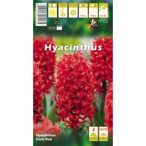Hiacynt "Dark Red" (Hyacinthus "Dark Red") - 2 szt.