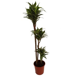 Dracena (Dracena) w doniczce z zielono-białymi paskowanymi liśćmi.