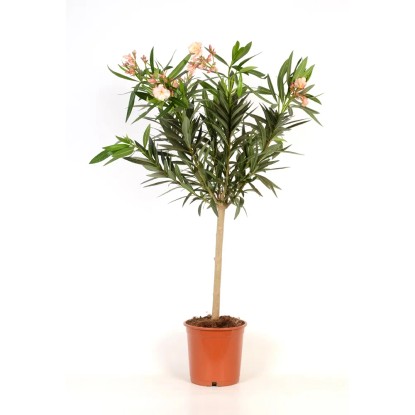 Nerium Oleander na pniu wys. 90cm don. 21cm
