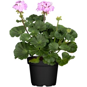 Stojąca pelargonia (Pelargonium Zonale) w doniczce, różowe kwiaty i zielone liście.