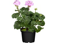 Pelargonia mix - don. 10,5 cm