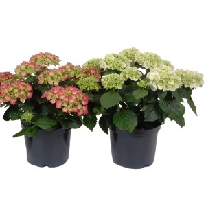 Dwie kwitnące hortensje w doniczkach, jedna różowa, druga zielona, jako rośliny doniczkowe.