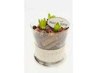 Hiacynt w szkle Boho