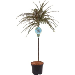 Irga (Cotoneaster) jako drzewko na pniu w doniczce. Ozdobna roślina ogrodowa.