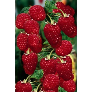 Świeże, czerwone maliny na krzaku. Soczyste maliny odmiany t.b.t.