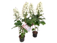 Hortensja dębolistna (Hydrangea Quercifolia) don. 19 cm