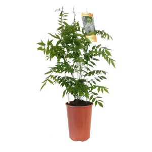 Glicynia (Wisteria) w doniczce z podporą. Młoda roślina z zielonymi liśćmi.