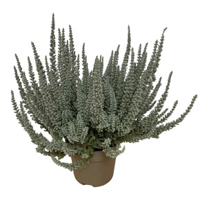 Wrzosiec Fluffy w doniczce, wys. ok. 10-15 cm. Mrozoodporny Calluna vulgaris na rabaty i balkony.