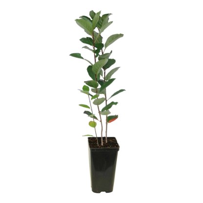 Aronia (Aronia melanocarpa) don. 3 l