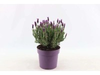Lawenda wielkokwiatowa Anouk (Lavandula Sp.) - don. 19 cm