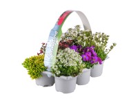 Rośliny wiosenne mix - 6-pak