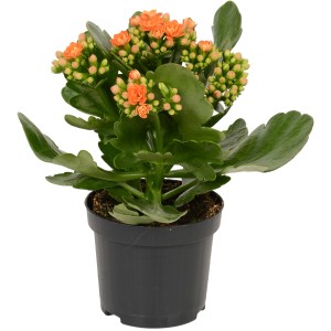 Pomarańczowa Kalanchoe Rosalina w doniczce, wys. ok. 12-17 cm.