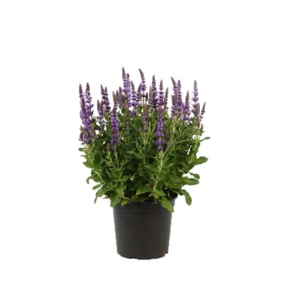 Szałwia omszona (Salvia nemerosa Ostfriesland) - wys. 30 cm