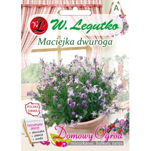 Opakowanie nasion lewkoni dwurożnej 'Maciejka dwuroga' W. Legutko. Fioletowe kwiaty w doniczce.