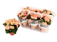 Begonia (Begonia) Hailey - don. 14 cm