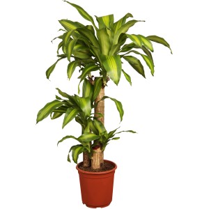 Dracena Massangeana z 3 pniami w doniczce, roślina doniczkowa o zielono-żółtych liściach.