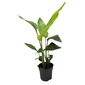 Strelicja biała (Strelitzia Nicolai) don. 14 cm