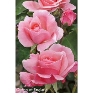 Różowa róża rabatowa z delikatnymi kwiatami i pąkami.