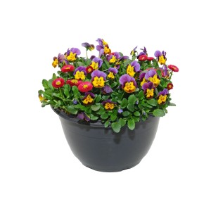 Kompozycja bratki i stokrotki w misie - don. 27 cm