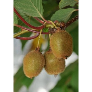 Zbliżenie na kiwi na drzewie, z kategorii drzew owocowych.