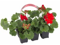 Pelargonia peltatum 6-pak