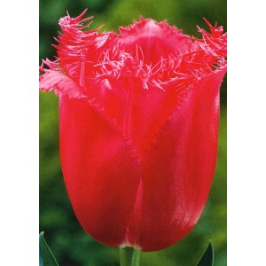 Zbliżenie czerwonego, postrzępionego tulipana. Kwiat cebulowy o efektownym kształcie.