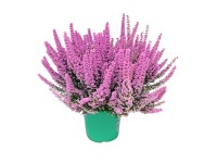 Wrzosiec (Beauty Queens  Erica gracilis) don. 17 cm