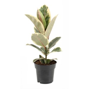 Figowiec sprężysty (Ficus Elastica) mix don. 17 cm