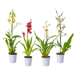 Różnokolorowe storczyki (Storczyki) w doniczkach, żółte, czerwone, białe i brązowe.