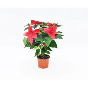 Czerwona gwiazda betlejemska (t.b.t.) w doniczce, świąteczna roślina doniczkowa.