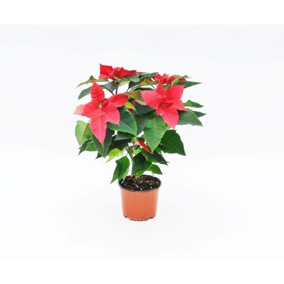 Poinsecja - Gwiazda Betlejemska 2-4 pędy - don. 12 cm
