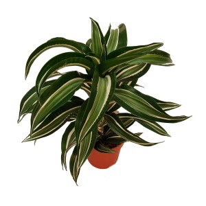Zielona dracena (smocze drzewo) w doniczce, roślina doniczkowa z paskowanymi liśćmi.